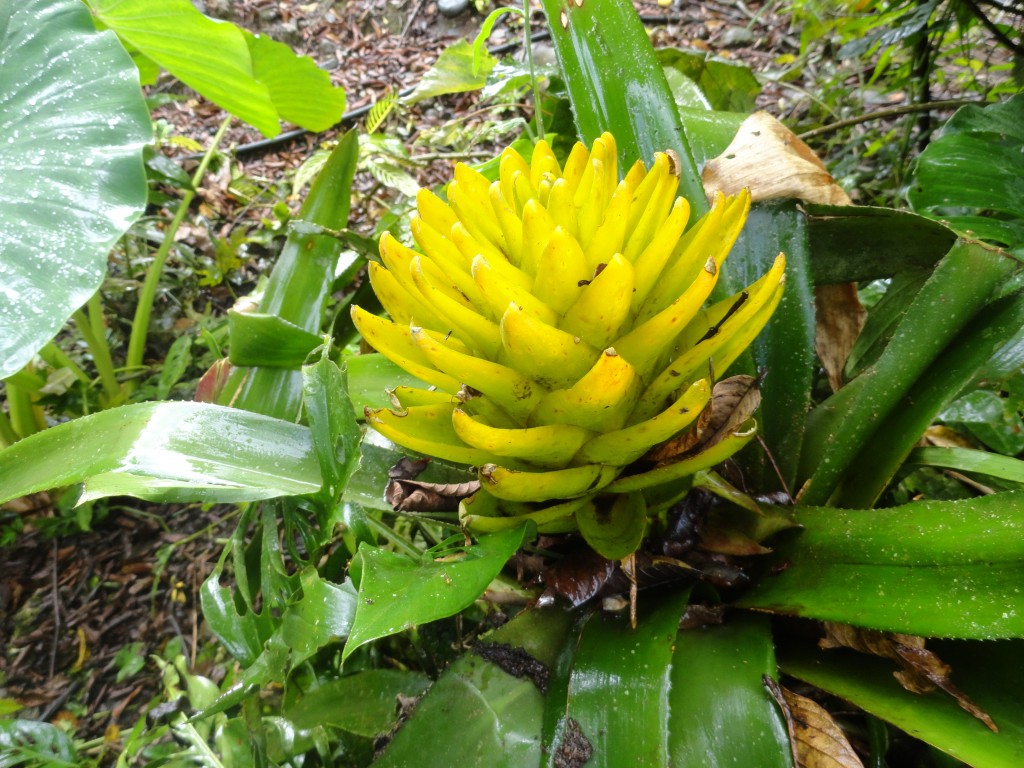 Foto: Bromelia - Shell (Pastaza), Ecuador
