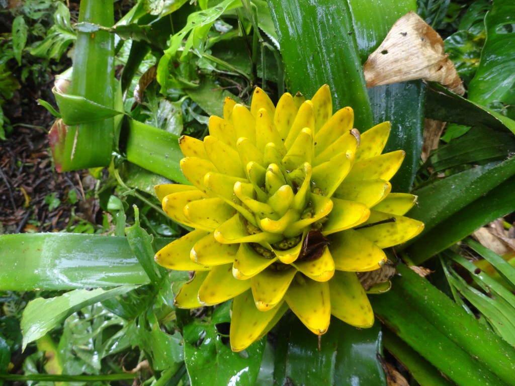 Foto: Bromelia - Shell (Pastaza), Ecuador