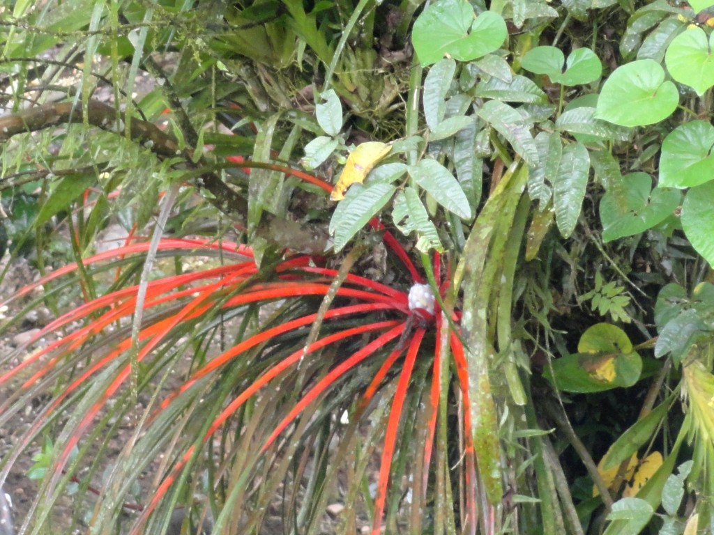 Foto: Bromelia - Shell (Pastaza), Ecuador