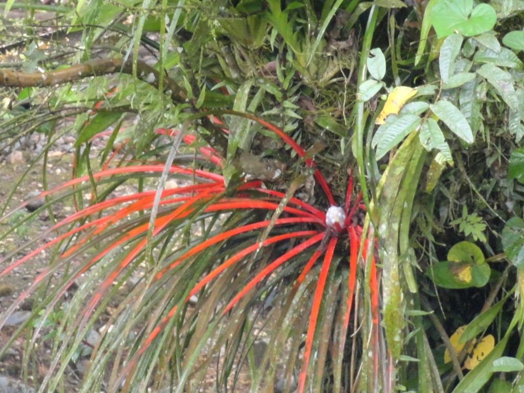Foto: Bromelia - Shell (Pastaza), Ecuador
