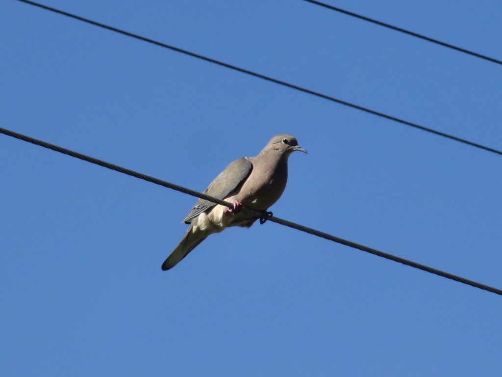 Foto: Paloma - Ambuqui (Imbabura), Ecuador