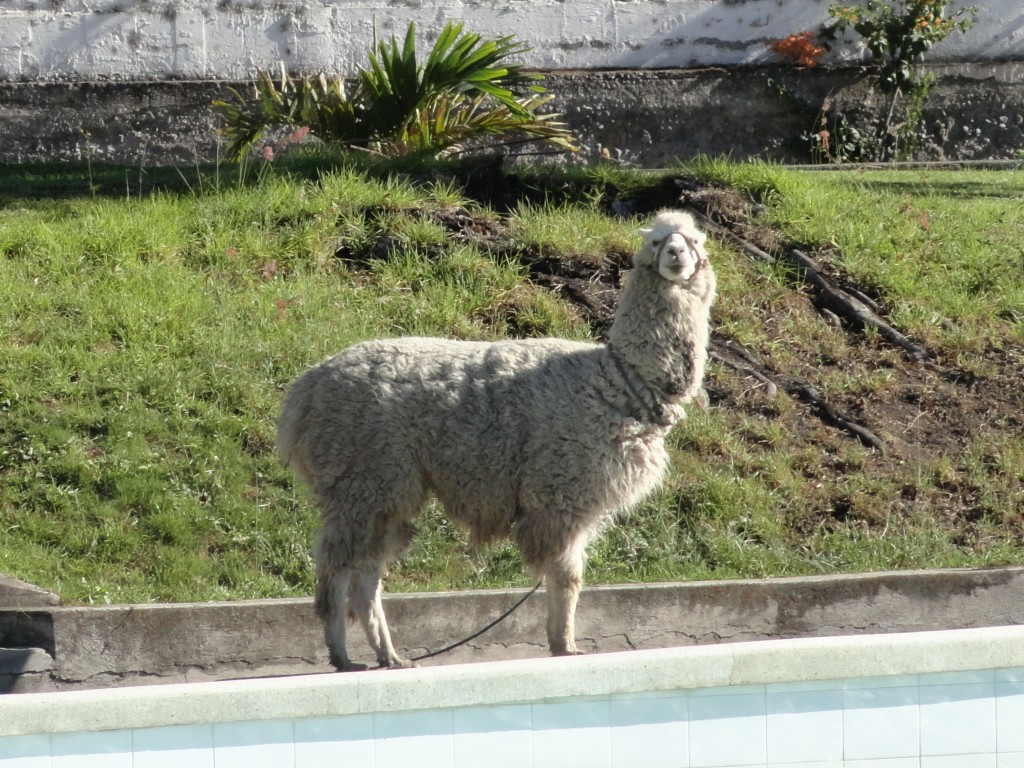 Foto: LLama - Ambuqui (Imbabura), Ecuador