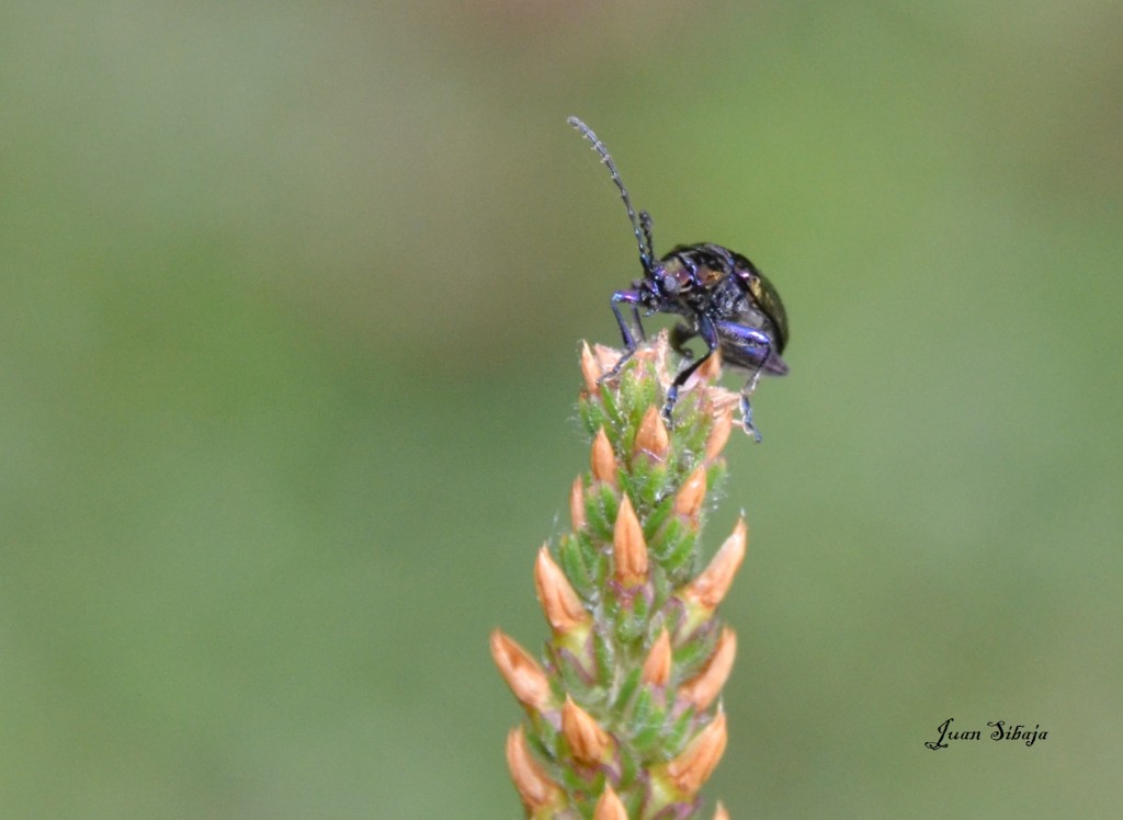 Foto: Freddo Leche Tours - Poasito de Alajuela (Alajuela), Costa Rica