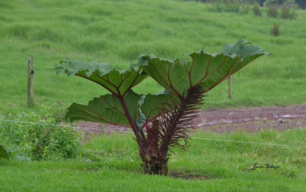 Foto: Freddo Leche Tours - Poasito de Alajuela (Alajuela), Costa Rica