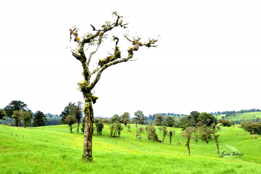 Foto: Freddo Leche Tours - Poasito de Alajuela (Alajuela), Costa Rica