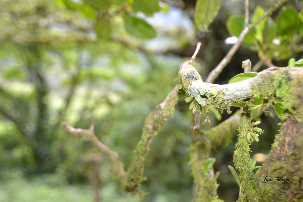 Foto: Freddo Leche Tours - Poasito de Alajuela (Alajuela), Costa Rica