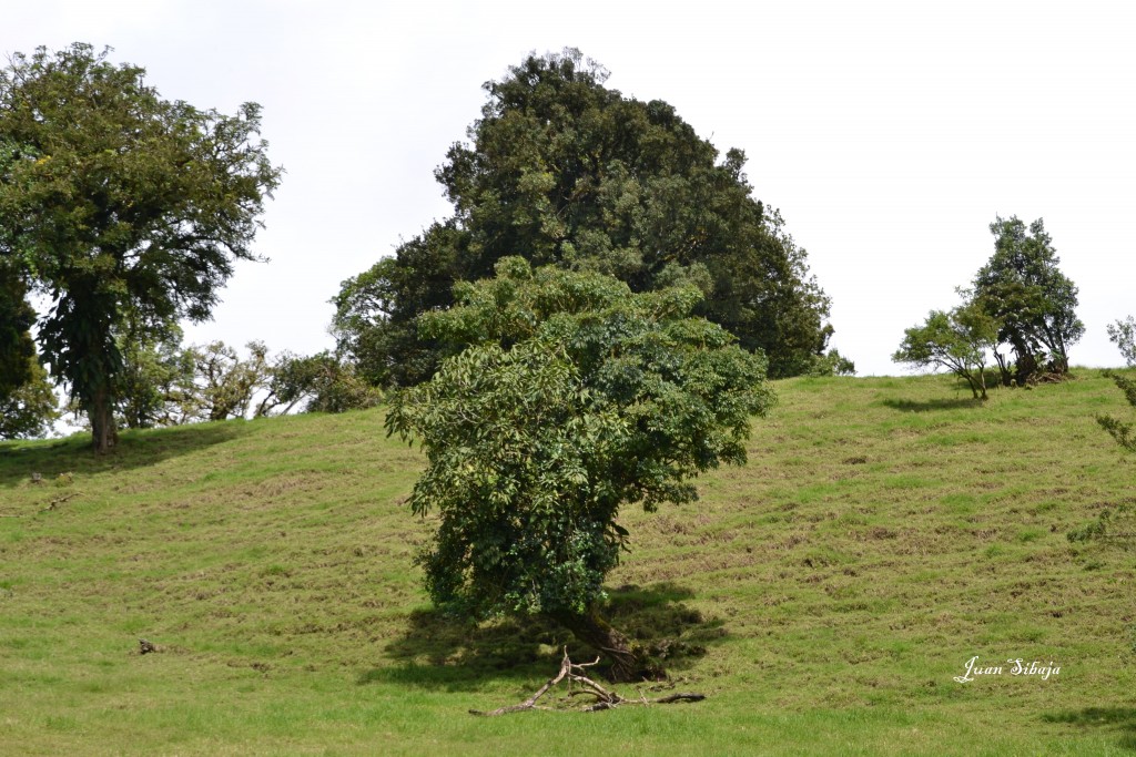 Foto: Freddo Leche Tours - Poasito de Alajuela (Alajuela), Costa Rica