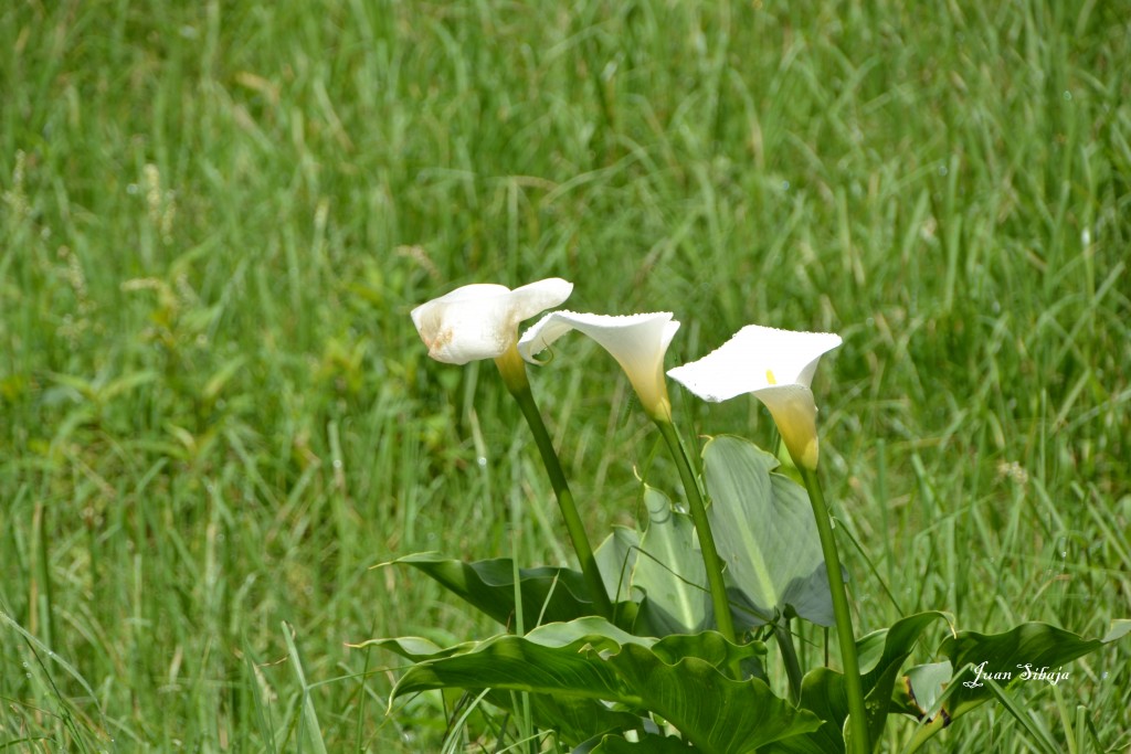 Foto: Freddo Leche Tours - Poasito de Alajuela (Alajuela), Costa Rica