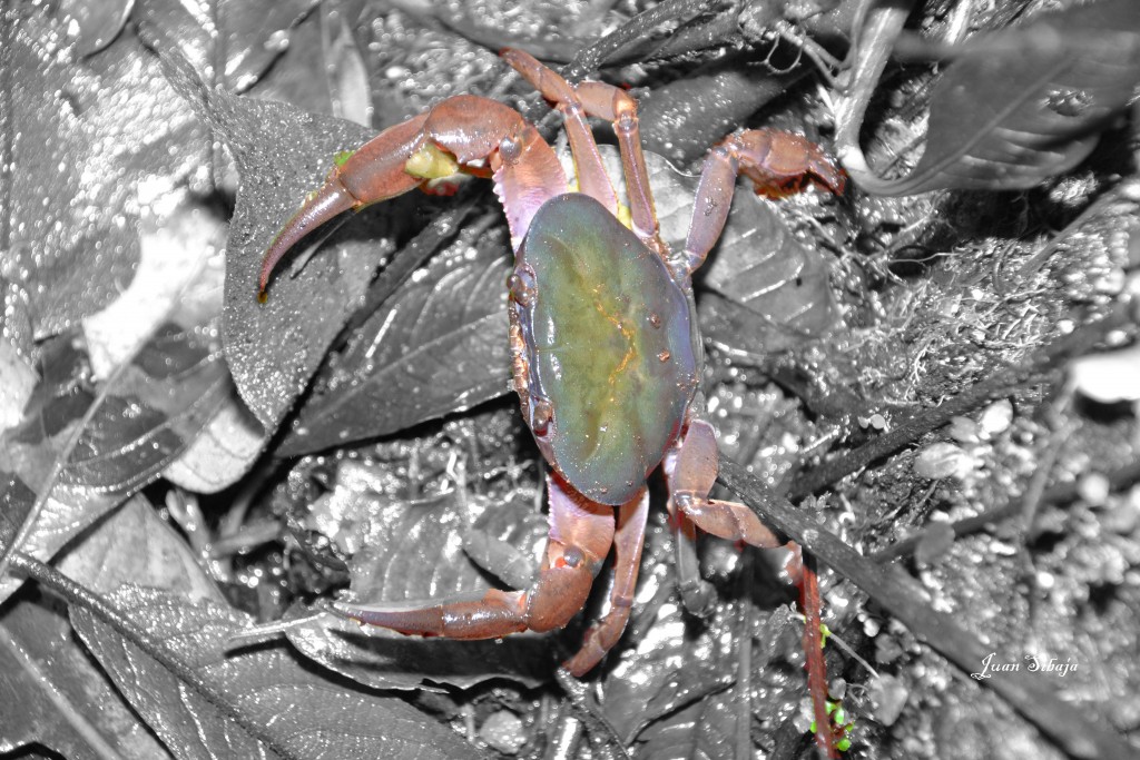 Foto: Freddo Leche Tours - Poasito de Alajuela (Alajuela), Costa Rica