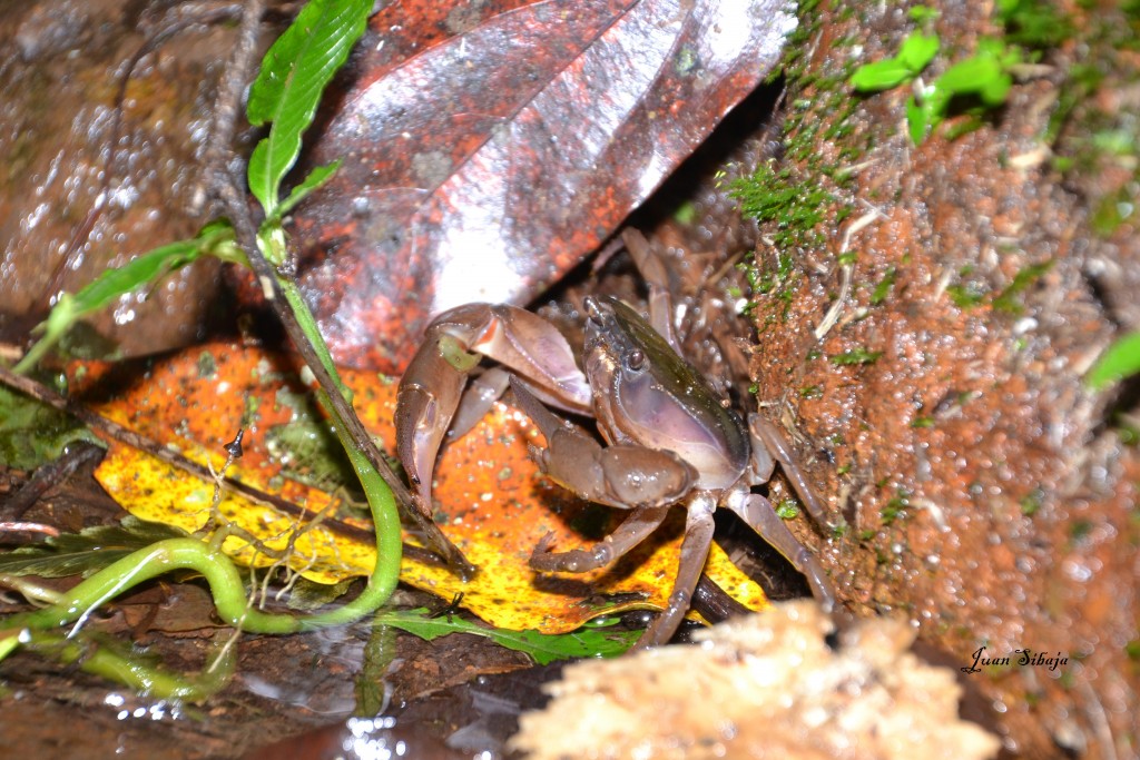 Foto de Poasito de Alajuela (Alajuela), Costa Rica
