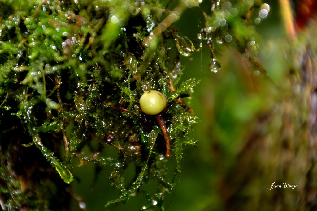 Foto: Freddo Leche Tours - Poasito de Alajuela (Alajuela), Costa Rica