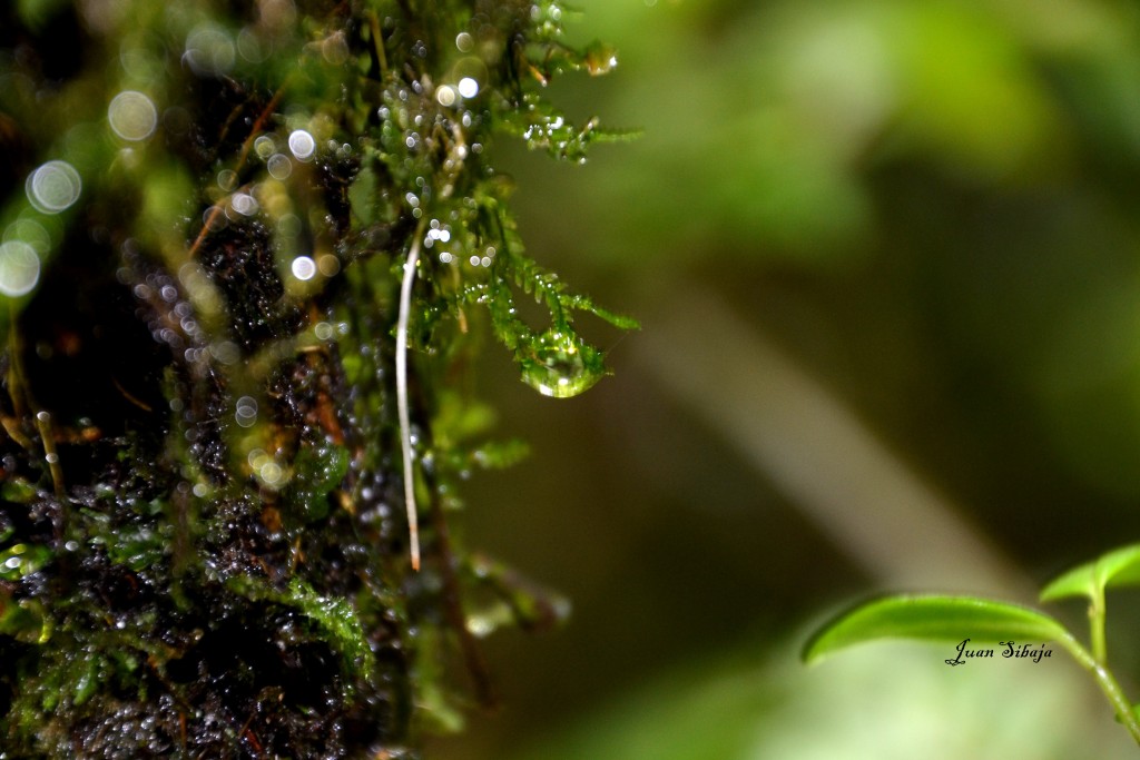 Foto: Freddo Leche Tours - Poasito de Alajuela (Alajuela), Costa Rica