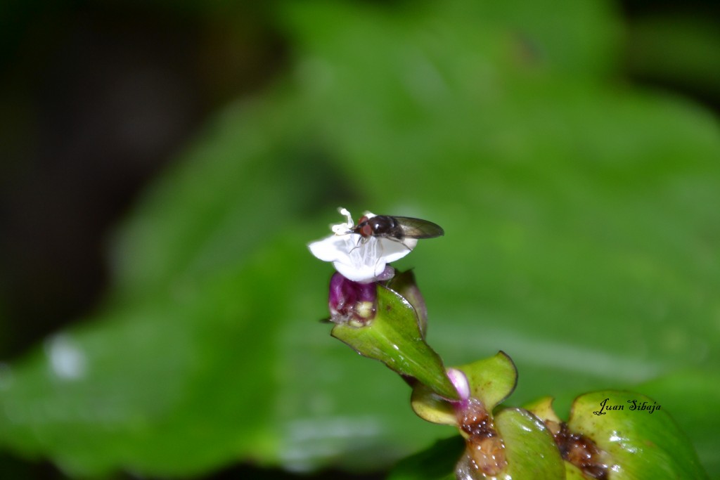 Foto: Freddo Leche Tours - Poasito de Alajuela (Alajuela), Costa Rica