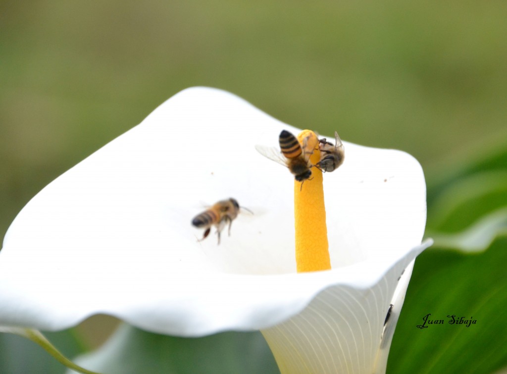 Foto: Freddo Leche Tours - Poasito de Alajuela (Alajuela), Costa Rica