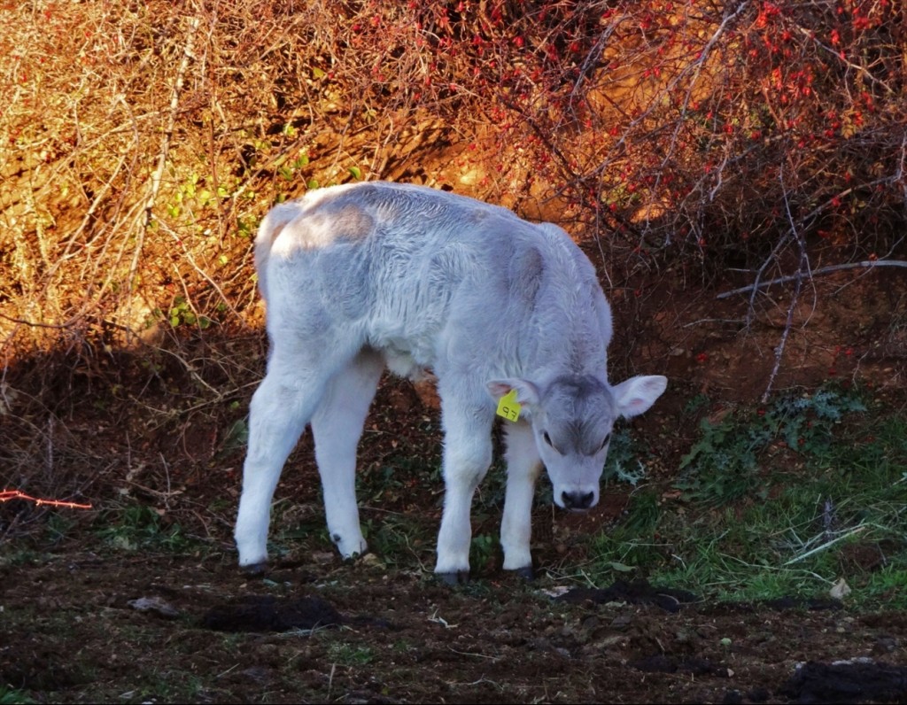 Foto: Fórnols de Cadí - Fórnols (Lleida), España