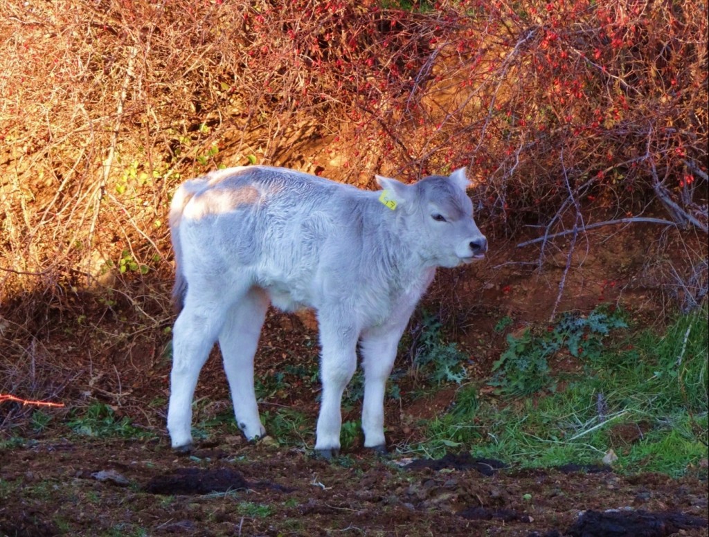 Foto: Fórnols de Cadí - Fórnols (Lleida), España