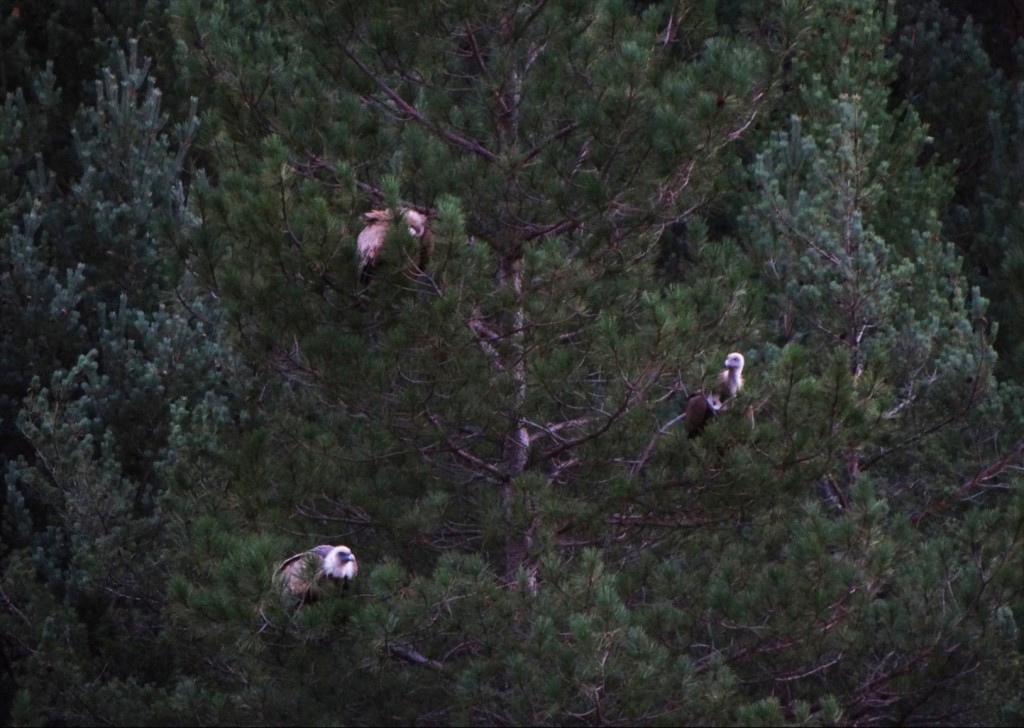 Foto: Voltors - Fórnols (Lleida), España