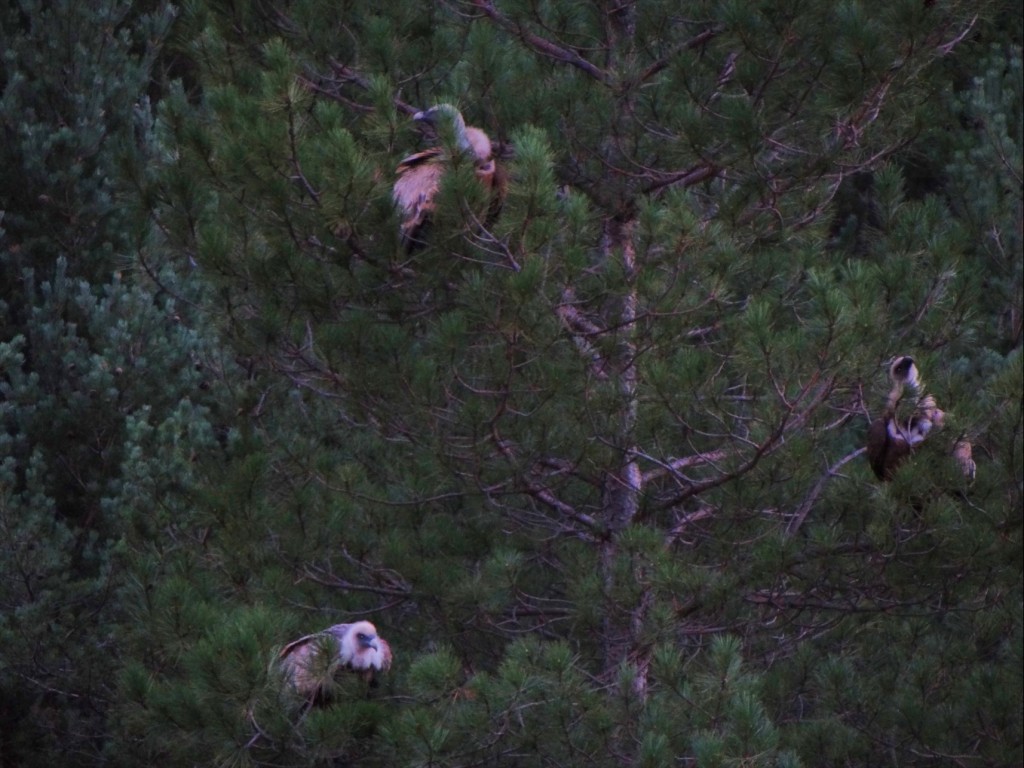 Foto: Voltors - Fórnols (Lleida), España