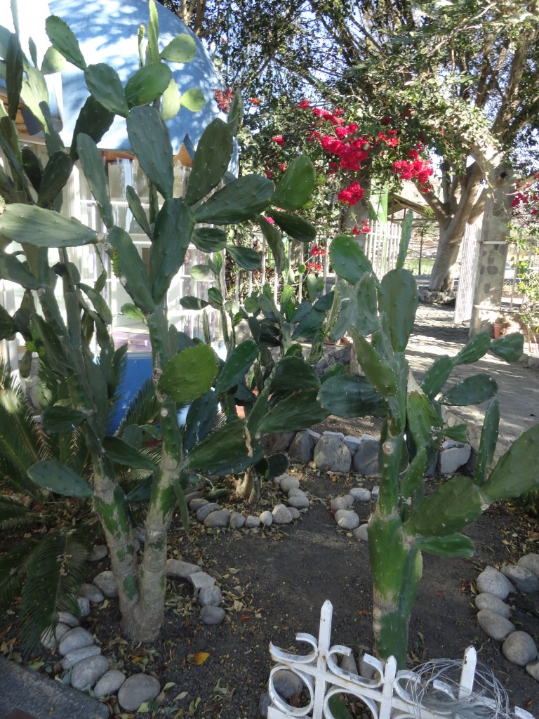 Foto: Jardin - Ambuqui (Imbabura), Ecuador