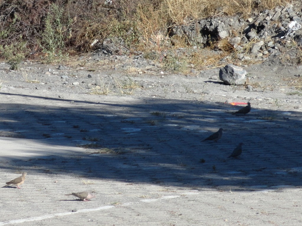 Foto: palomas - Ambuqui (Imbabura), Ecuador