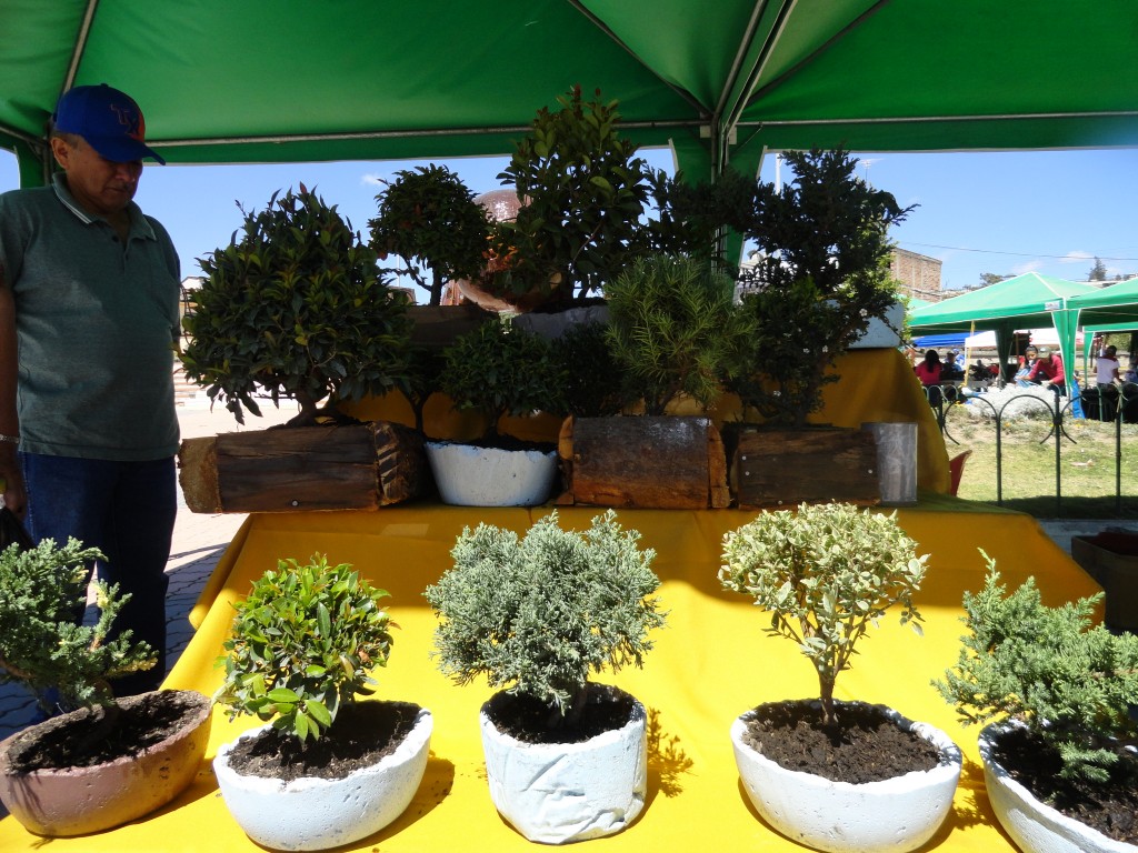 Foto: Bonsài - San Antonio de Ibarra (Imbabura), Ecuador