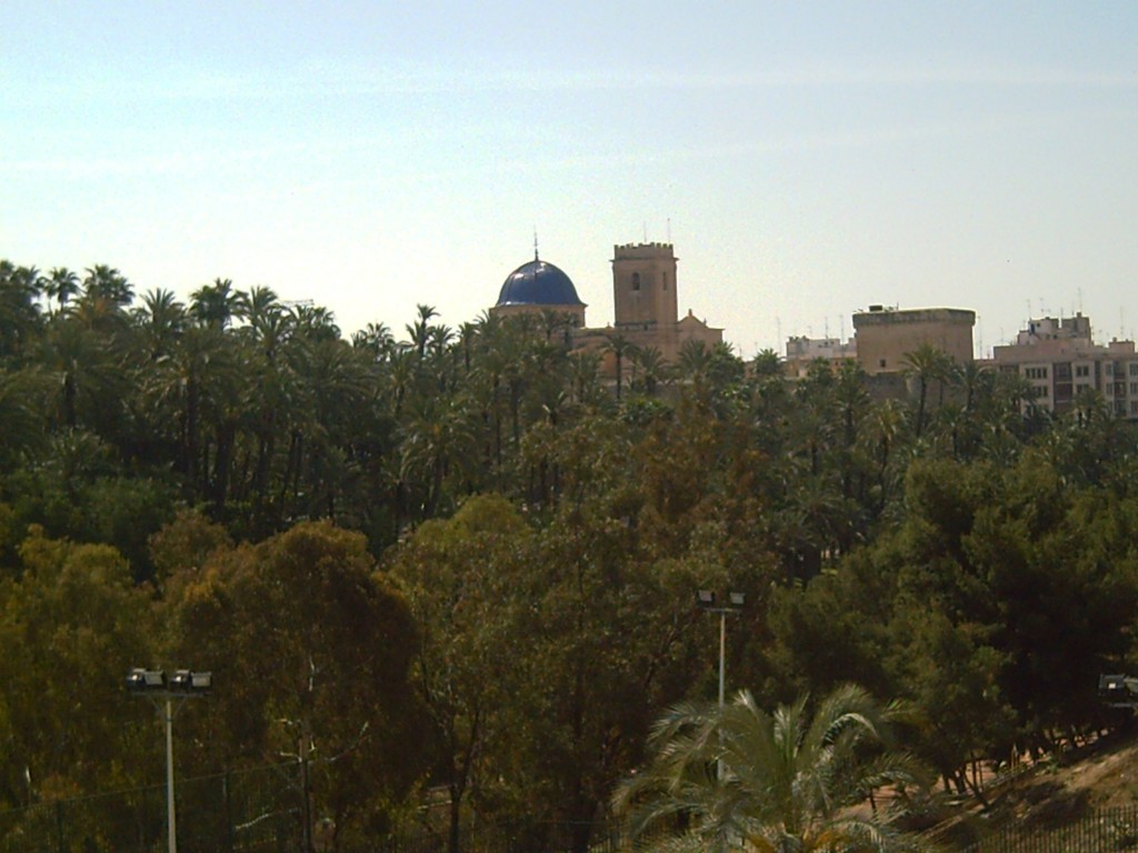 Foto: Palmeral. - Elche (València), España