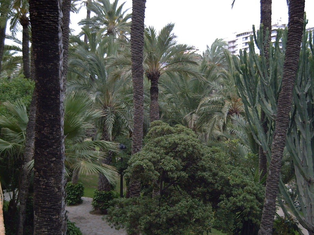 Foto de Elche (València), España