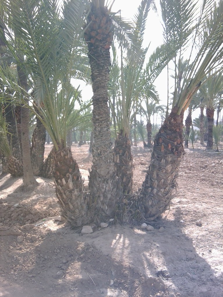 Foto: Recién trasplantada - Elche (València), España