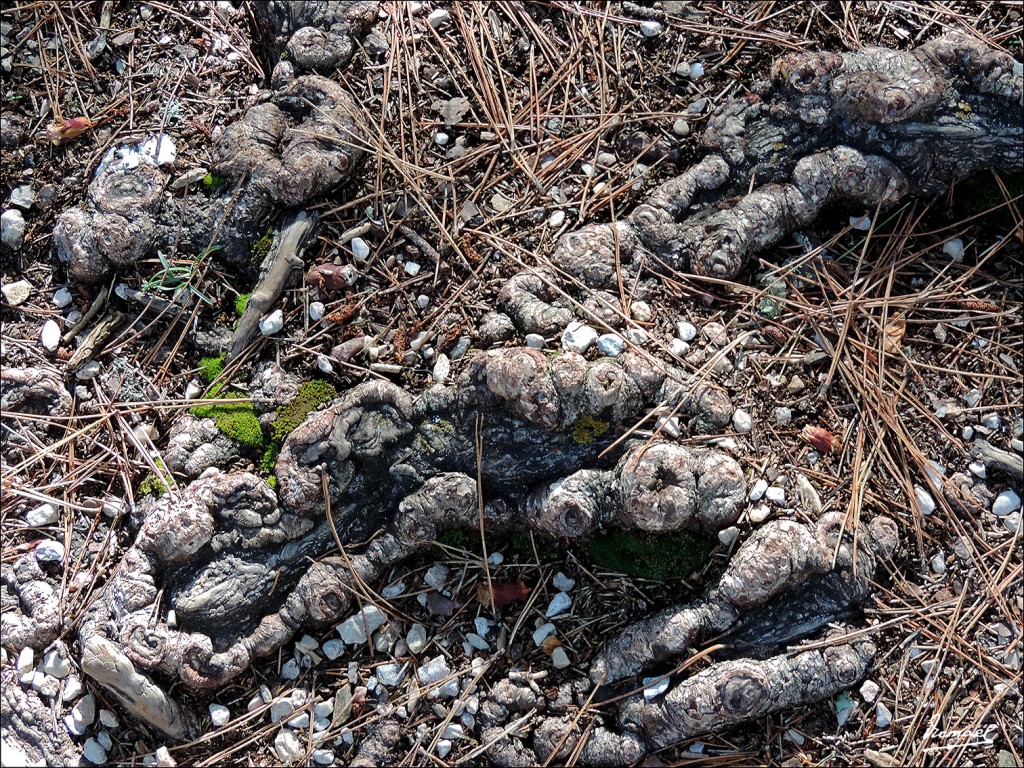 Foto: 131025-081 CIUDAD ENCANTADA - Cuenca (Castilla La Mancha), España