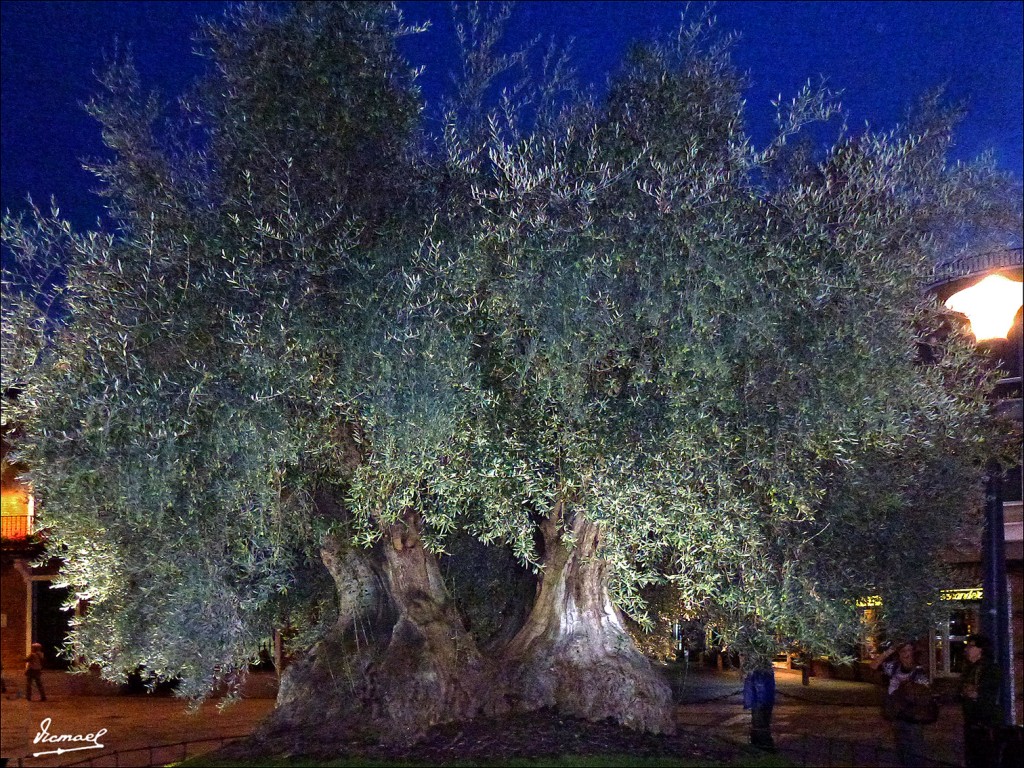 Foto: 131028-230 DAIMIEL - Daimiel (Ciudad Real), España