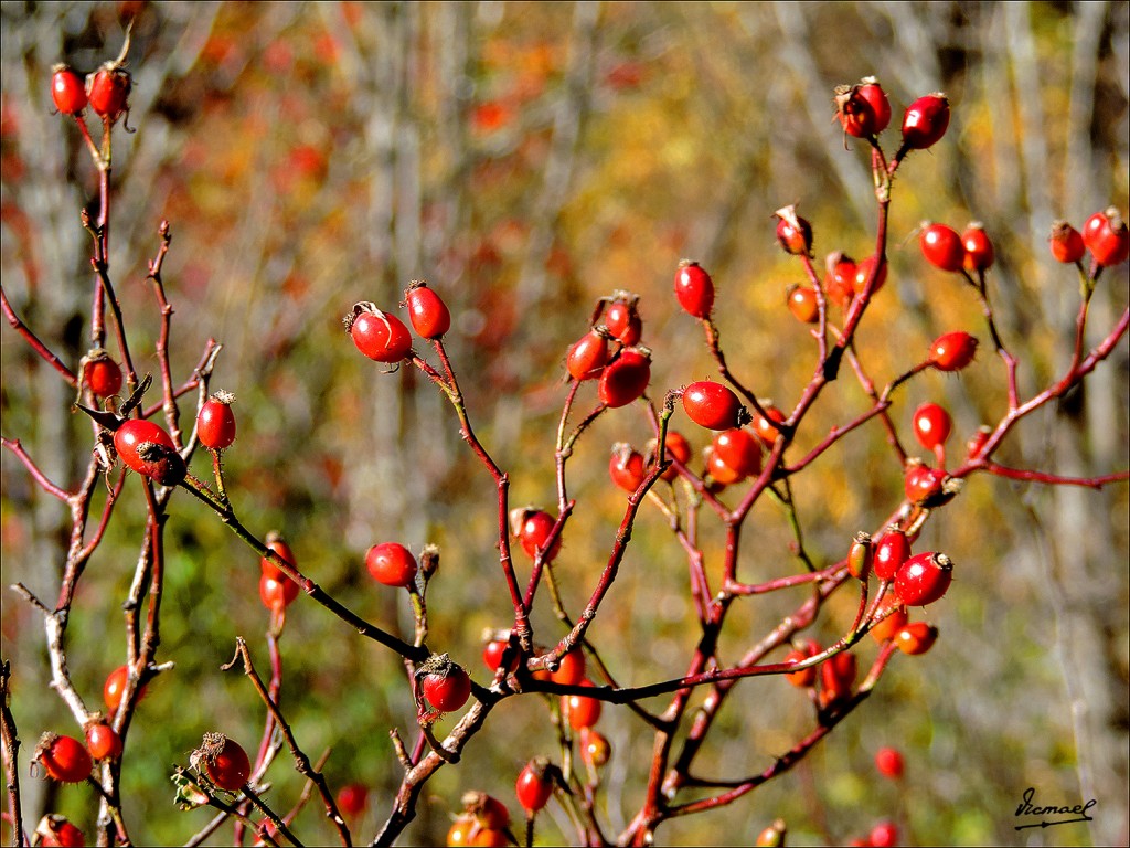 Foto: 131106-25 VALLE VIADOS - Valle Viados (Huesca), España