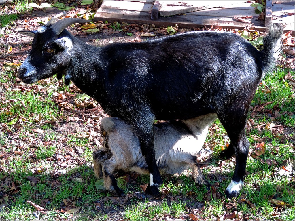 Foto: 131107-36 VALLE DE PINETA - Valle Pineta (Huesca), España