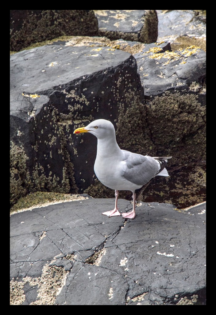 Foto de Staffa (Scotland), El Reino Unido