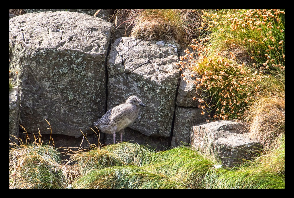 Foto de Staffa (Scotland), El Reino Unido