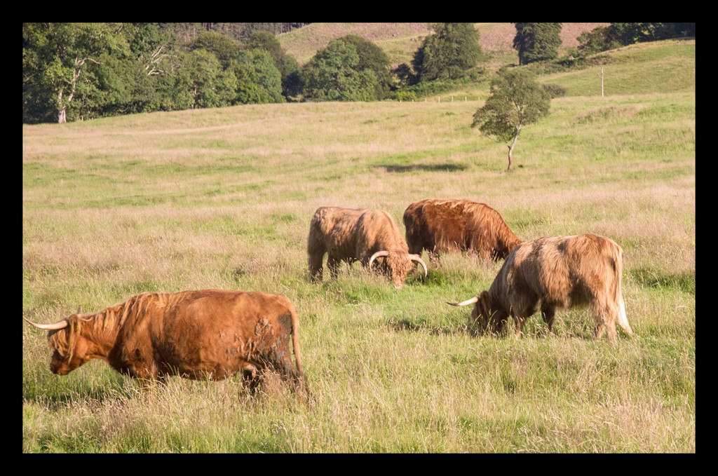 Foto de Highland (Scotland), El Reino Unido