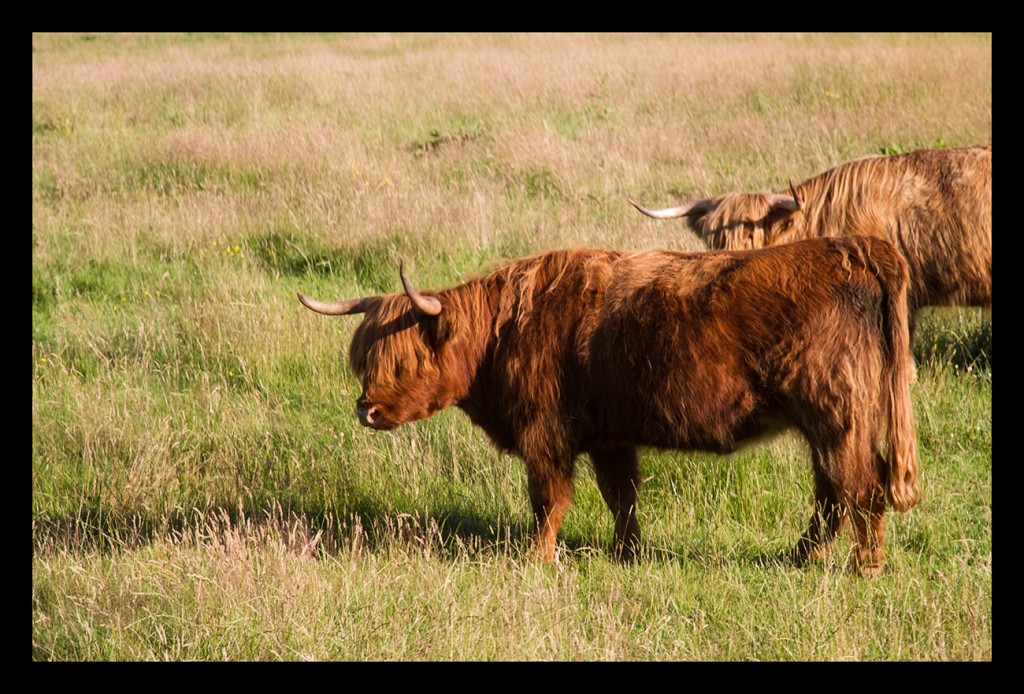 Foto de Highland (Scotland), El Reino Unido