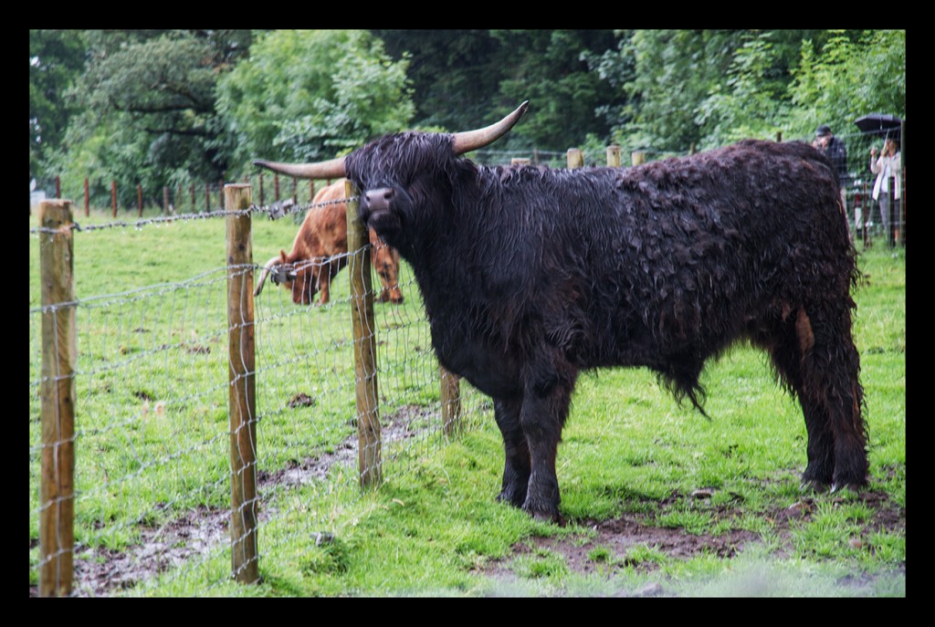 Foto de Highland (Scotland), El Reino Unido