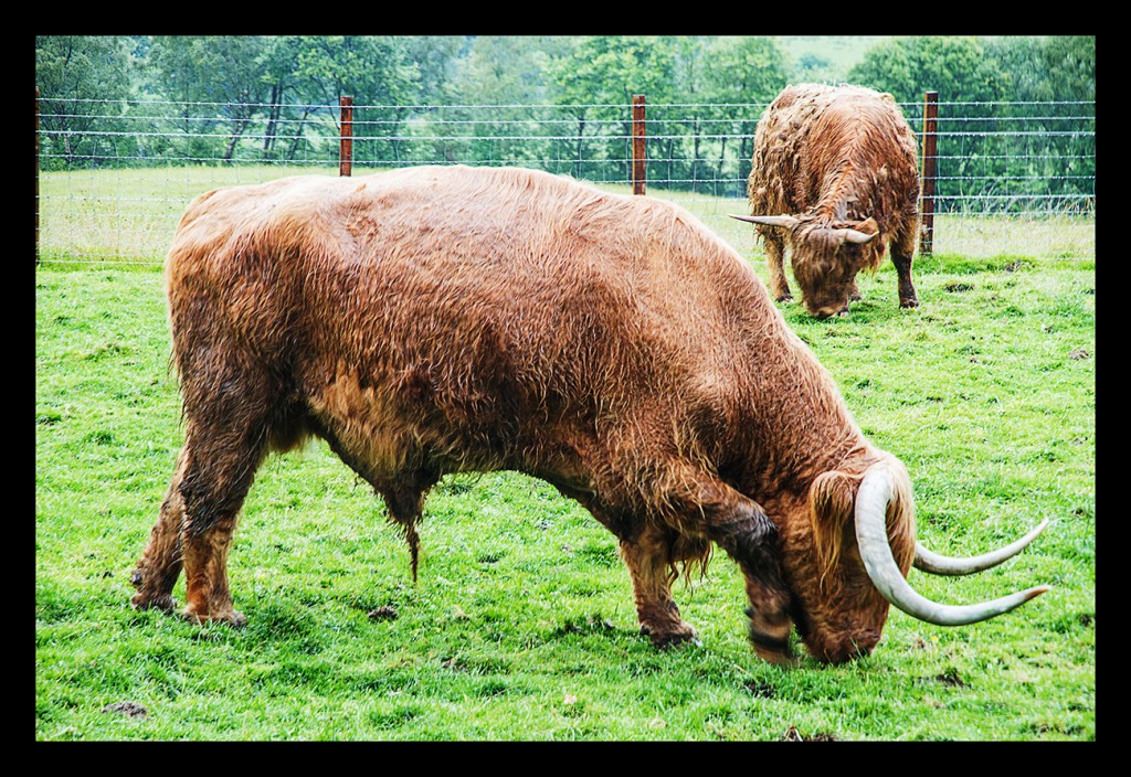 Foto de Highland (Scotland), El Reino Unido