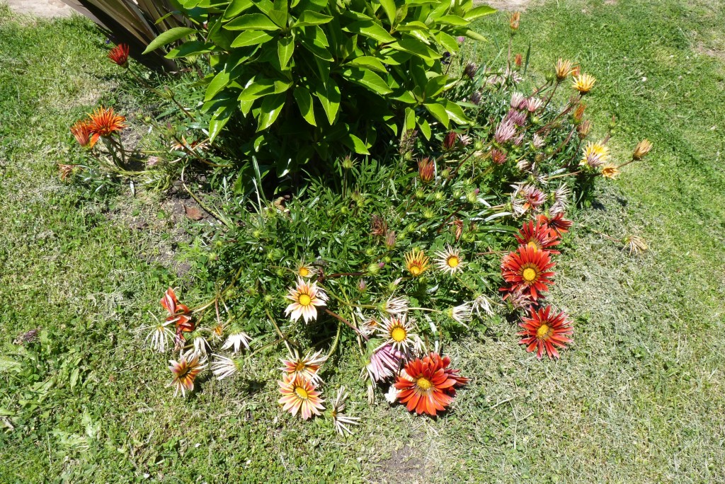 Foto: Flores - Mar del Plata (Buenos Aires), Argentina