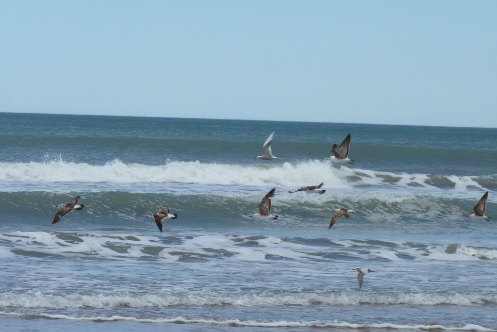 Foto: Playa del Puerto - Mar del Plata (Buenos Aires), Argentina