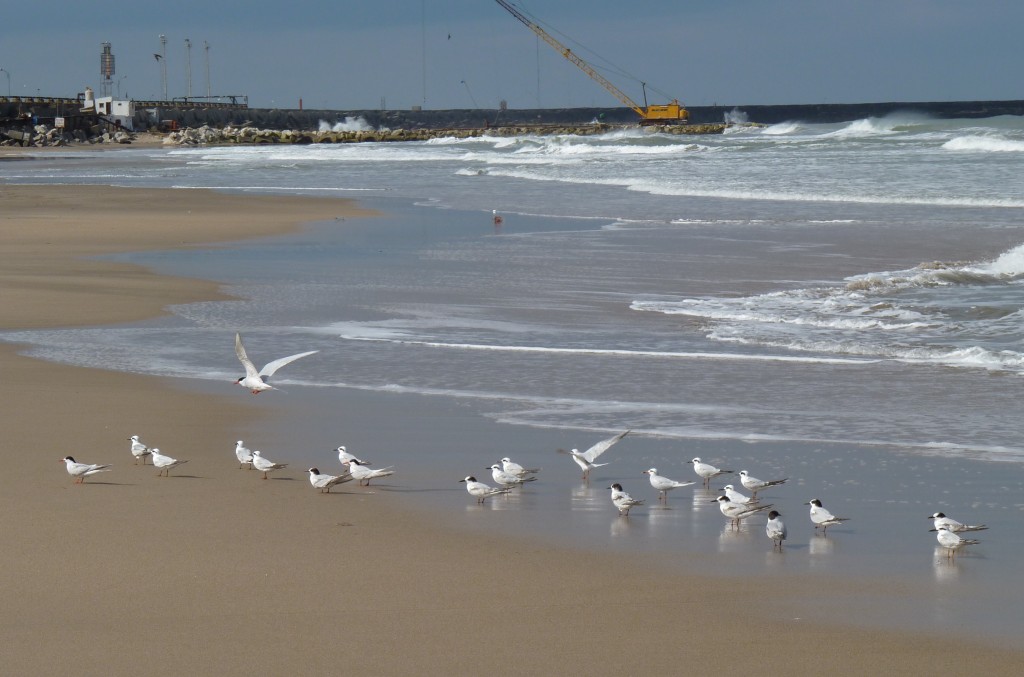 Foto: Playa del Puerto - Mar del Plata (Buenos Aires), Argentina