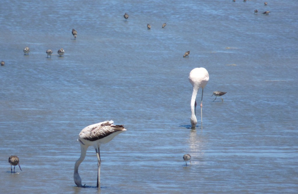 Foto de Marchiquita (Buenos Aires), Argentina