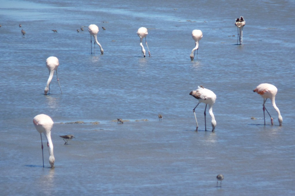 Foto de Marchiquita (Buenos Aires), Argentina