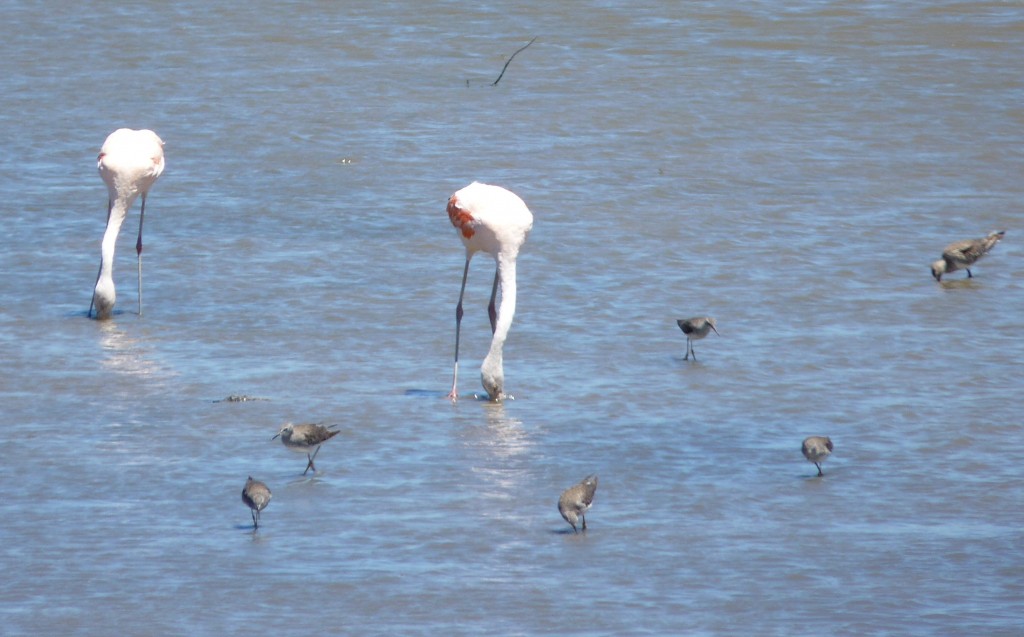 Foto de Marchiquita (Buenos Aires), Argentina