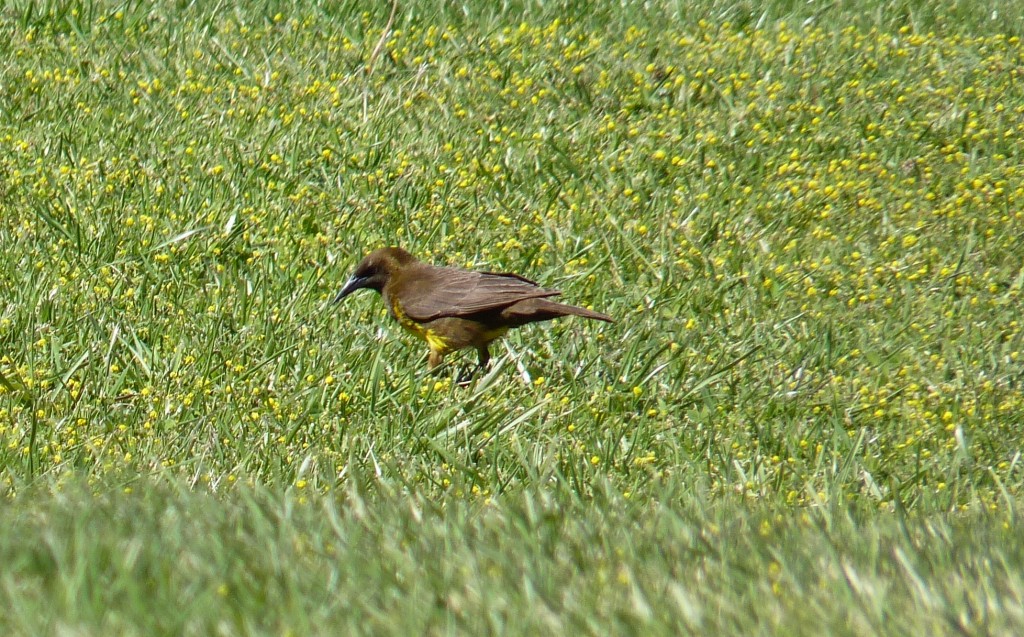Foto de Marchiquita (Buenos Aires), Argentina