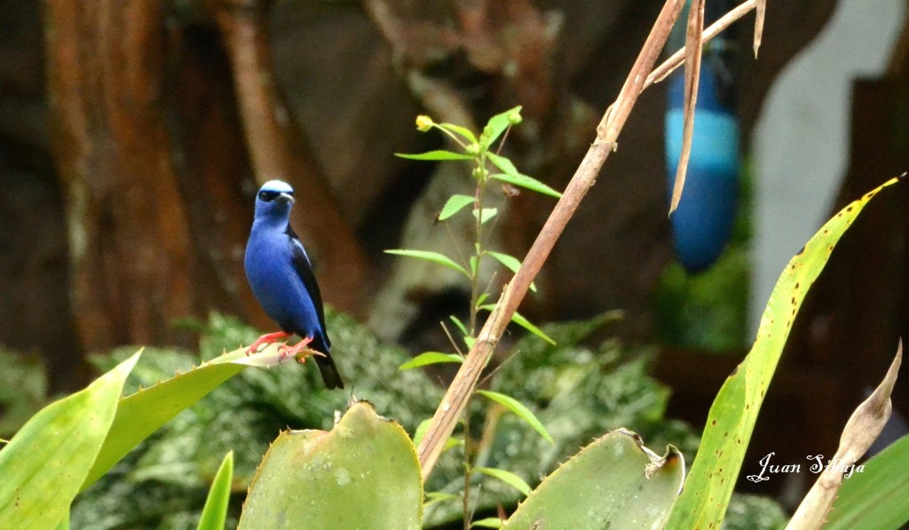 Foto de Caño Negro (Alajuela), Costa Rica