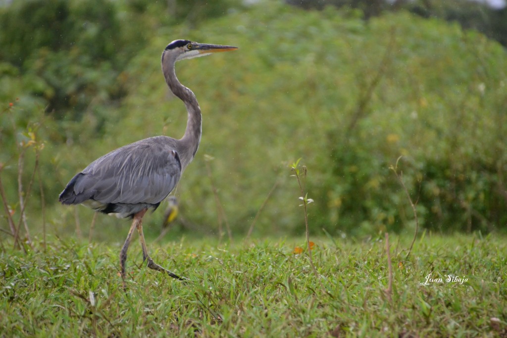 Foto de Caño Negro (Alajuela), Costa Rica