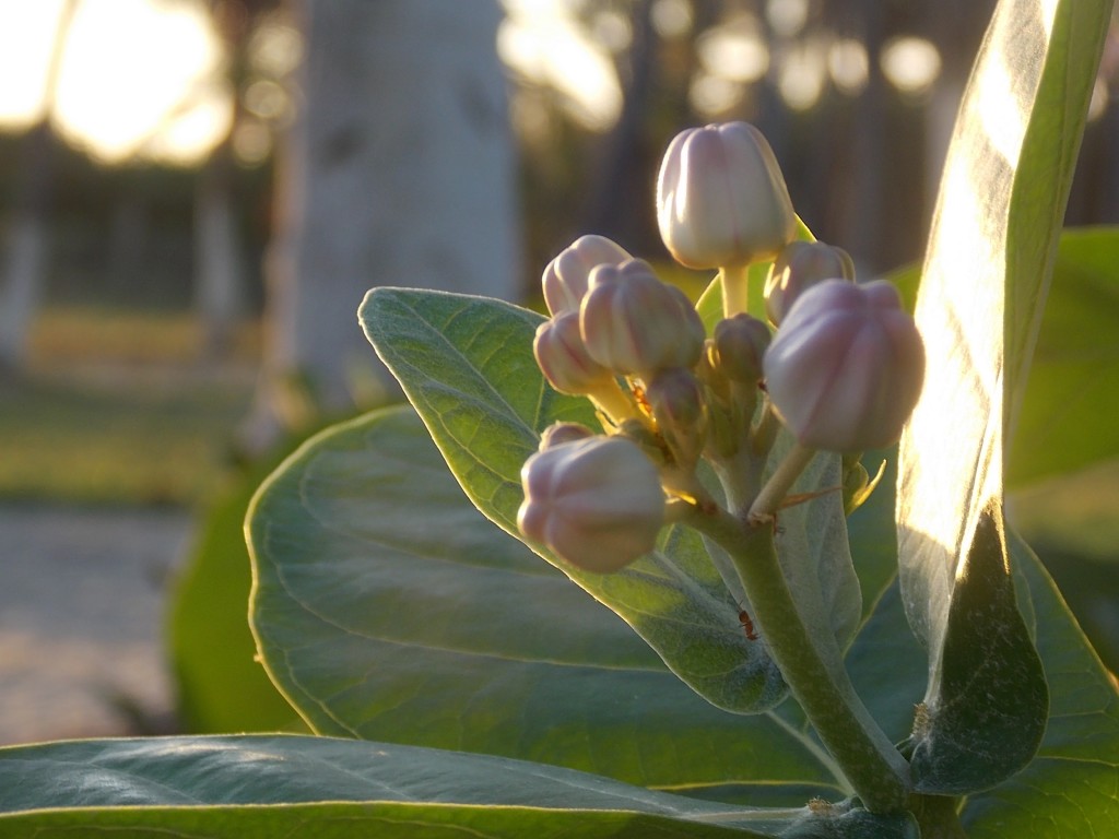 Foto de Boca de Aroa (Falcón), Venezuela