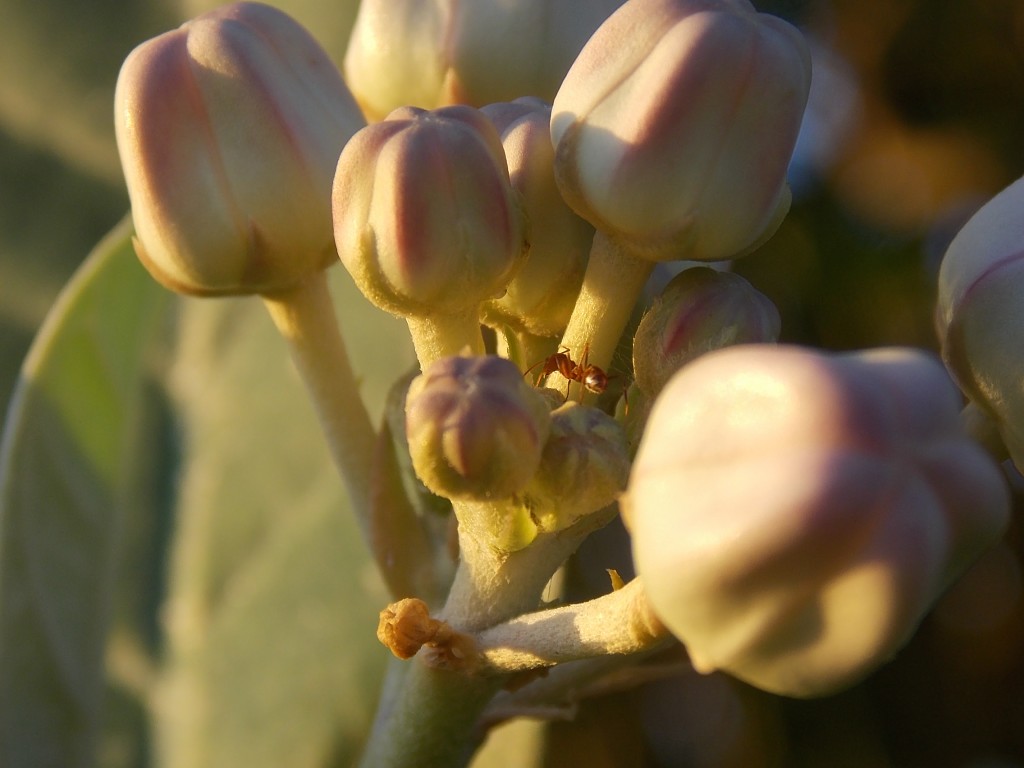 Foto de Boca de Aroa (Falcón), Venezuela
