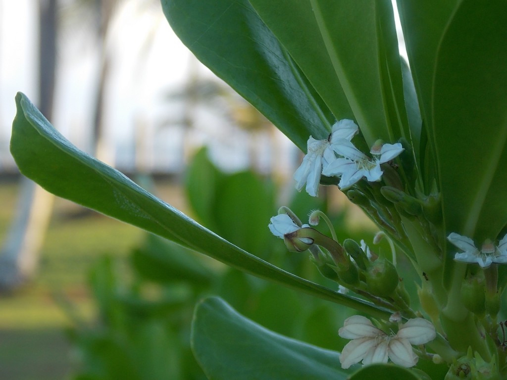 Foto de Boca de Aroa (Falcón), Venezuela